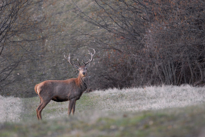 PASSIONE PER IL CERVO